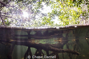 "Aqua Forest" 
Big roots form the foundation for the Man... by Chase Darnell 